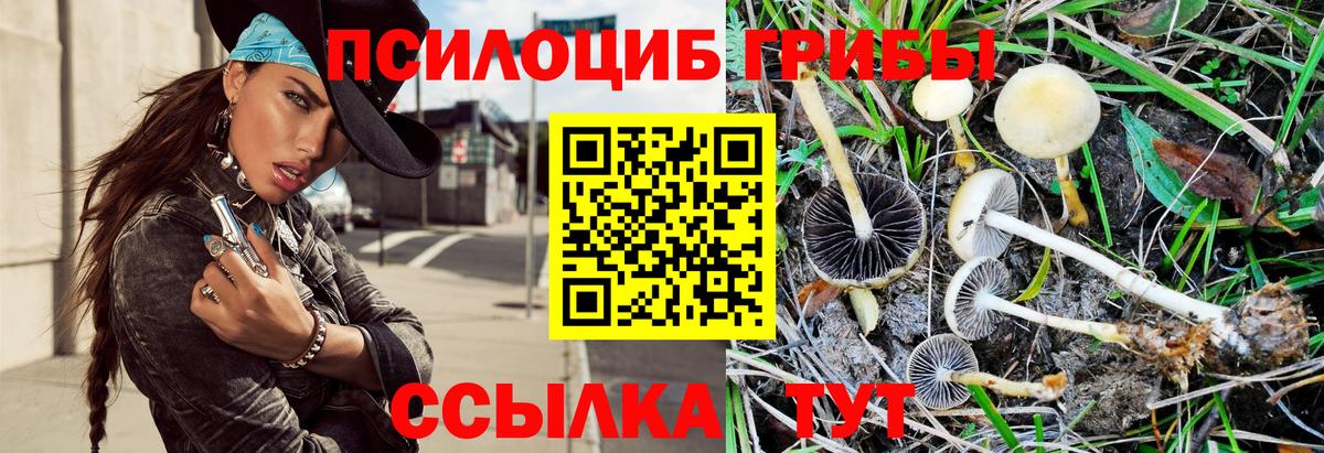 Псилоцибиновые грибы мицелий  Вход с VPN  Саратов  Псилоцибиновые грибы прущие грибы 